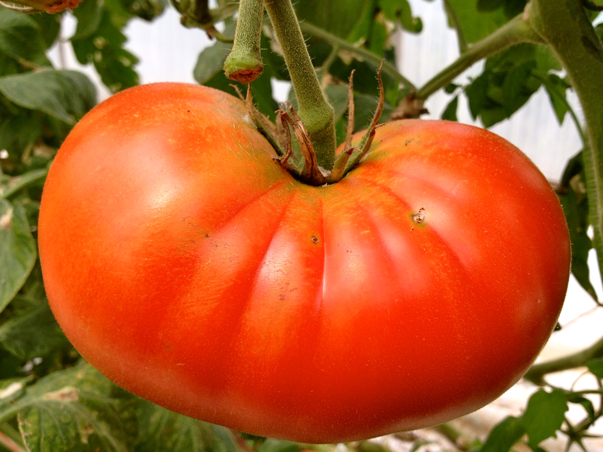 Heart Shaped Tomato Lucky 32